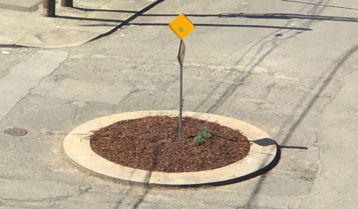 Can I Grow Potatoes in a Traffic Circle?